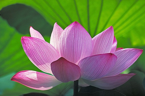 Sacred Healing Arts