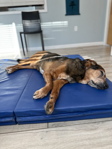 The Veterinary Wellness Center