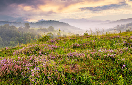 Healing Thyme