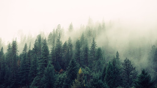The Wellness Cooperative of Maine